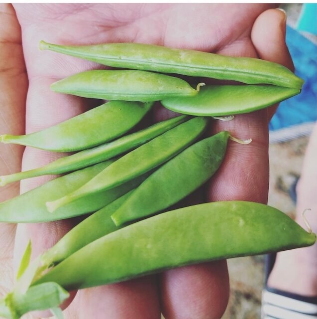 A hand holding up a handful of snap peas