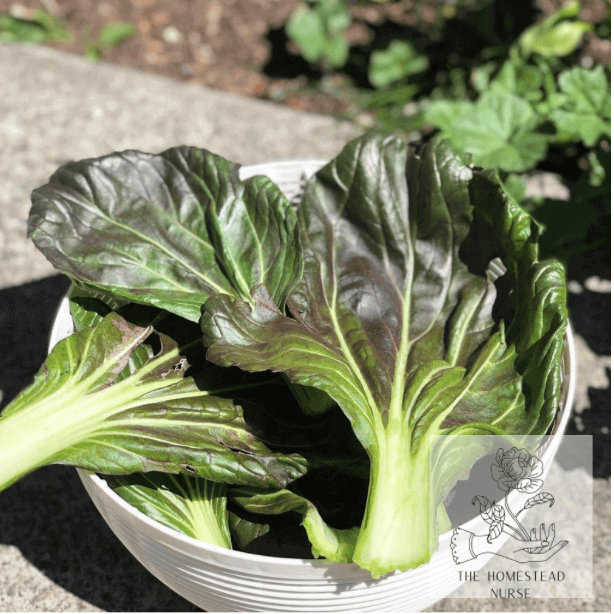 bok choy leaves in a bowl on the ground