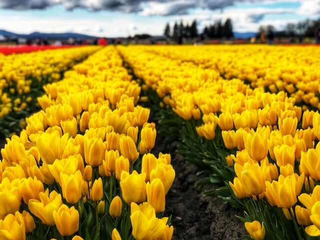 a large field of yellow tulips in Mount Vernon, WA, tulip town