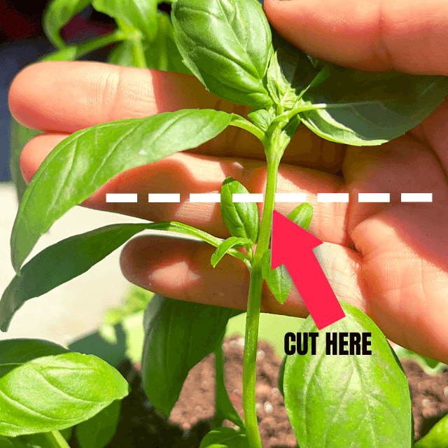 arrow pointing to where to cut basil