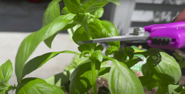 CUTTING BASIL WITH PRUNNING SNIPS