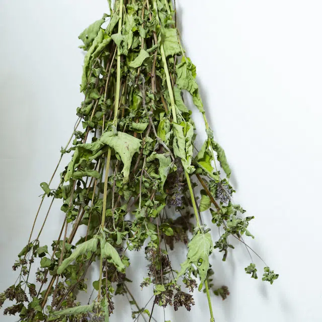 a bunch of dried herbs hanging from a string on a wall