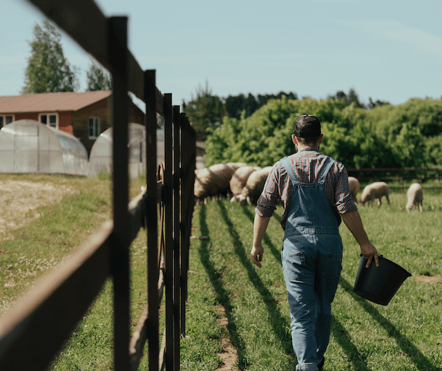 a man on a farm feeding sheep on pasture 