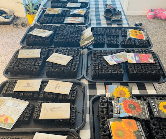 flower seeds and 200 soil blocks