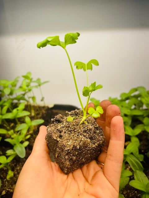 celery seedling in a soil block