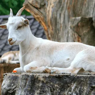 white goat on a tree stump