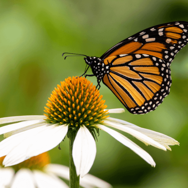 monarch on echinacea