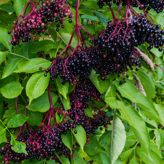 elderberries bush