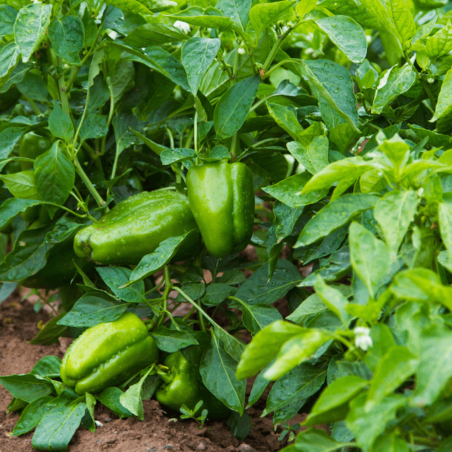 green peppers on plant 