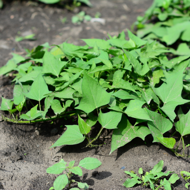 sweet potato leaves ground out of ground