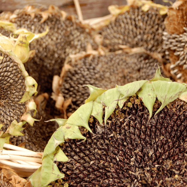 sunflower heads