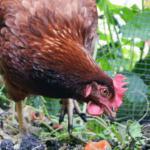 50 Ways on How to Feed Chickens Without Buying Feed