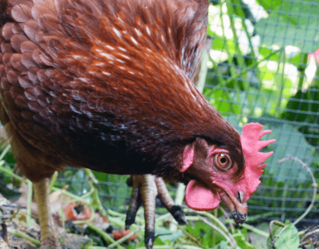 chicken foraging