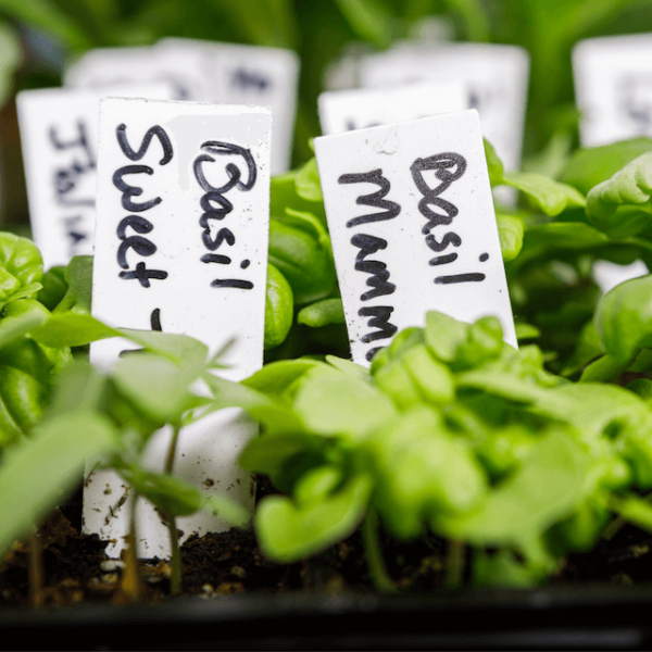 basil seedlings and labels