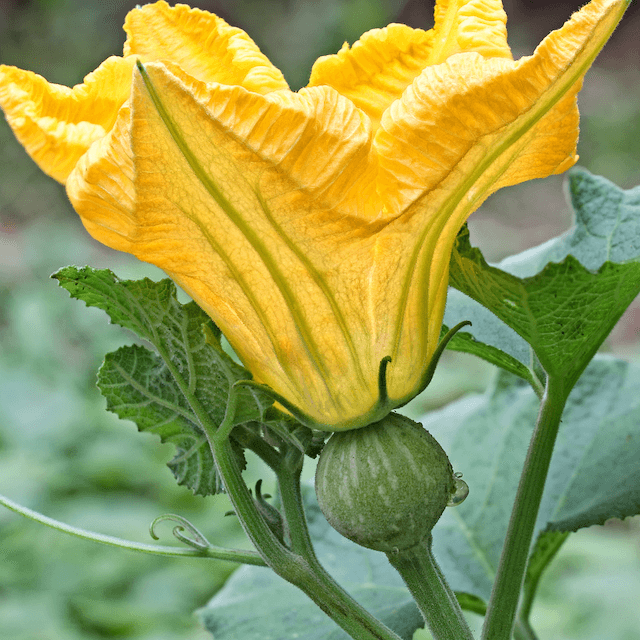 pumpkin female flower