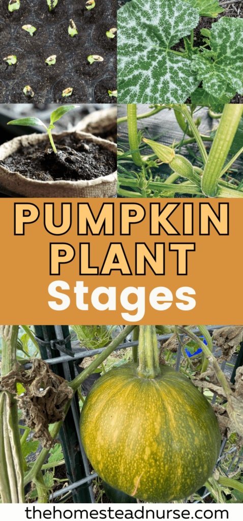 pumpkin plant stages